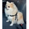 Duvo Plus Car Safety Belt Harness S, 45-70сm - drošības siksna ar krūšu siksnu