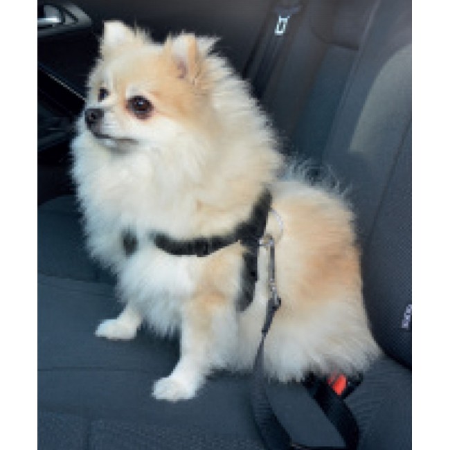 Duvo Plus Car Safety Belt Harness S, 45-70сm - drošības siksna ar krūšu siksnu